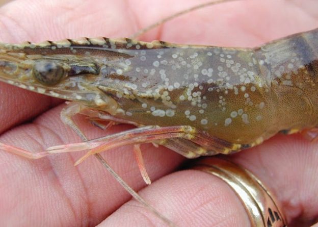 Shrimp showing characteristic white spot lesions associated with WSSV