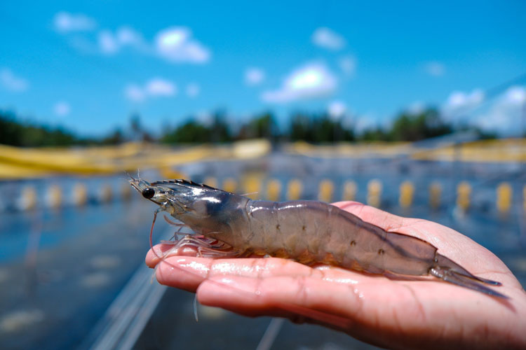 Vannamei shrimp at an aquaculture farm