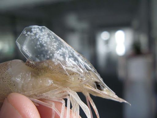 Close-up of white spot lesions on shrimp carapace