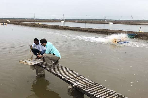 Shrimp farm context